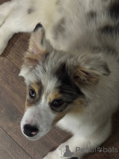 Foto №3. Australische Hirtenwelpen (Aussi). Weißrussland