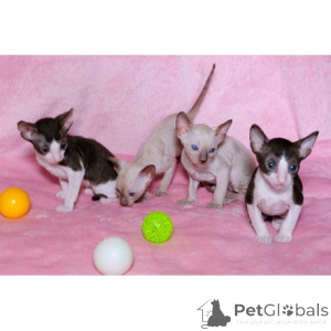 Foto №1. cornish rex - zum Verkauf in der Stadt Lancaster | 350€ | Ankündigung № 174383