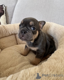 Foto №1. französische bulldogge - zum Verkauf in der Stadt Anderlecht | 400€ | Ankündigung № 172437