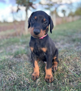 Foto №1. dobermann - zum Verkauf in der Stadt Lissendorf | 350€ | Ankündigung № 178863