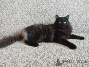 Foto №1.  - zum Verkauf in der Stadt Minsk | Frei | Ankündigung № 164928