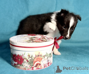 Foto №2 zu Ankündigung № 136162 zu verkaufen shetland sheepdog - einkaufen Russische Föderation züchter