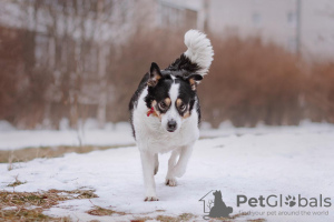 Foto №3. Hund Oliva sucht ein Zuhause und einen Besitzer, in guten Händen. Russische Föderation