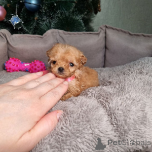 Foto №4. Ich werde verkaufen pudel (toy) in der Stadt Helsinki. quotient 	ankündigung, aus dem tierheim - preis - 500€