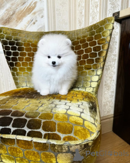 Foto №3. Spzit Pomeranian Bobo. Deutschland