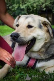 Foto №4. Ich werde verkaufen mischlingshund in der Stadt Москва. aus dem tierheim - preis - Frei