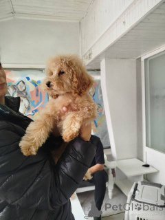 Foto №2 zu Ankündigung № 155965 zu verkaufen pudel (zwerg) - einkaufen Serbien 