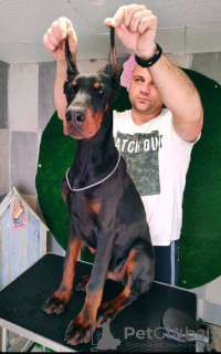 Zusätzliche Fotos: Dobermann WUNDERSCHÖNE Welpen