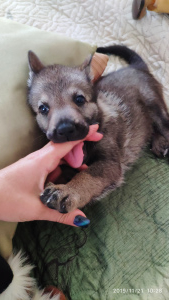 Zusätzliche Fotos: Tschechoslowakische Wolfshundewelpen zu verkaufen