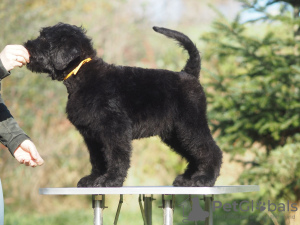 Foto №3. Schwarze russische Terrier-Welpen zu verkaufen.. Polen