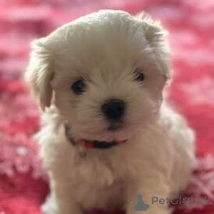 Foto №3. Cuccioli di Maltese im Verkauf. Italien