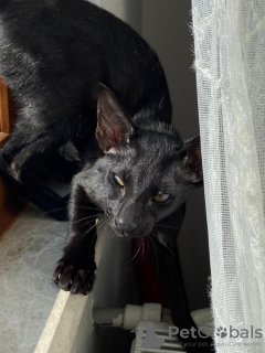 Foto №3. orientalische Kätzchen. Türkei