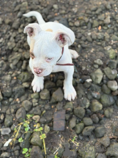 Foto №2 zu Ankündigung № 177658 zu verkaufen american pit bull terrier - einkaufen Deutschland züchter