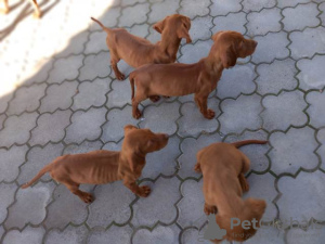 Foto №1. kurzhaariger ungarischer vorstehhund - zum Verkauf in der Stadt Нови Сад | verhandelt | Ankündigung № 121761