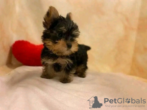 Foto №2 zu Ankündigung № 13358 zu verkaufen yorkshire terrier - einkaufen Schweiz quotient 	ankündigung