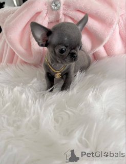 Foto №1. chihuahua - zum Verkauf in der Stadt Helsinki | Frei | Ankündigung № 160313