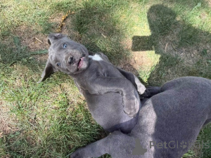 Foto №1. cane corso italiano - zum Verkauf in der Stadt Aalborg | 1€ | Ankündigung № 173405