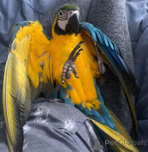 Foto №2 zu Ankündigung № 162676 zu verkaufen  - einkaufen Deutschland 