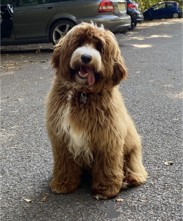 Zusätzliche Fotos: Australian Labradoodle Welpen (2 Jungen & 4 Mädchen)