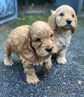 Foto №2 zu Ankündigung № 71704 zu verkaufen english cocker spaniel - einkaufen Australien quotient 	ankündigung, züchter