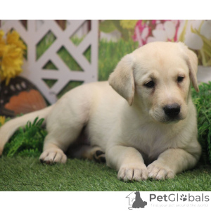 Foto №2 zu Ankündigung № 176364 zu verkaufen labrador retriever - einkaufen Deutschland quotient 	ankündigung
