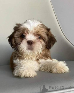 Foto №2 zu Ankündigung № 168170 zu verkaufen shih tzu - einkaufen Belgien quotient 	ankündigung