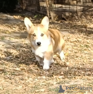 Zusätzliche Fotos: Male Welsh Corgi puppy