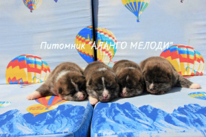 Foto №2 zu Ankündigung № 2925 zu verkaufen akita - einkaufen Weißrussland vom kindergarten, züchter