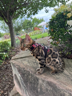 Foto №2 zu Ankündigung № 152635 zu verkaufen bengal katzenrasse - einkaufen Schweiz quotient 	ankündigung