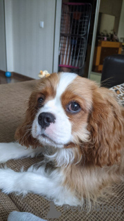 Foto №4. Ich werde verkaufen cavalier king charles spaniel in der Stadt Стамбул. quotient 	ankündigung - preis - 1000€