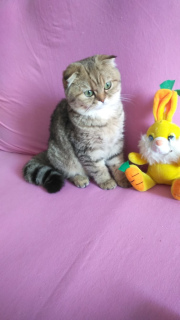 Foto №3. Scottish Fold für die Zucht oder Favoriten. Weißrussland