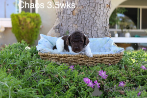 Foto №2 zu Ankündigung № 158387 zu verkaufen pudel (royal) - einkaufen Dänemark quotient 	ankündigung