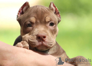 Foto №1. american bully - zum Verkauf in der Stadt Warschau | 1123€ | Ankündigung № 116994