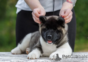 Foto №2 zu Ankündigung № 121052 zu verkaufen amerikanischer akita - einkaufen Russische Föderation vom kindergarten, züchter