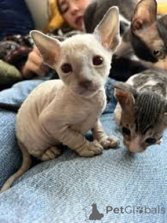 Foto №3. Cornish Rex-Kätzchen zu verkaufen. Finnland