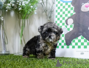 Foto №4. Ich werde verkaufen malteser in der Stadt Michigan City. züchter - preis - verhandelt