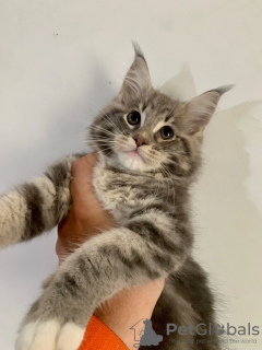 Foto №2 zu Ankündigung № 53818 zu verkaufen maine-coon-katze - einkaufen Moldawien vom kindergarten