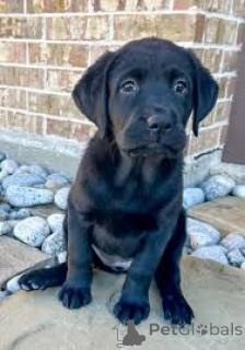 Foto №3. Preciosos Labrador Retriever-Cachorros zum Verkauf. Spanien