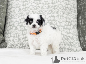 Foto №1. labradoodle - zum Verkauf in der Stadt Capri | verhandelt | Ankündigung № 155610