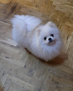 Foto №2 zu Ankündigung № 141366 zu verkaufen pommersche spitz - einkaufen Serbien züchter