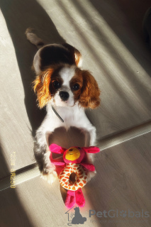 Foto №4. Ich werde verkaufen cavalier king charles spaniel in der Stadt Woronesch. quotient 	ankündigung - preis - 185€