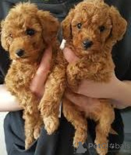 Foto №3. Hochwertige English Springer Spaniel Welpen zur Adoption verfügbar. Deutschland