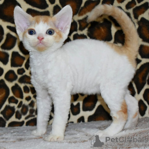 Foto №1. devon rex - zum Verkauf in der Stadt Brüssel | 250€ | Ankündigung № 120722