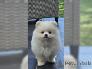 Foto №3. Reinrassiger Pomeranian/Zwergspitz mit Ahnentafel. Deutschland