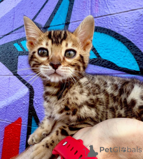 Foto №2 zu Ankündigung № 164371 zu verkaufen bengal katzenrasse - einkaufen Finnland quotient 	ankündigung, aus dem tierheim