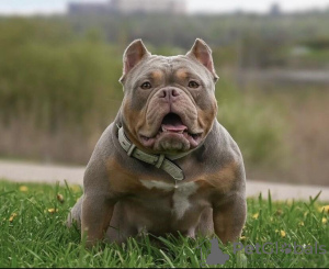 Zusätzliche Fotos: American Bully Kennel bietet Welpen zur Buchung an