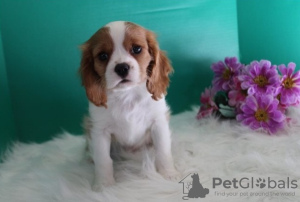 Foto №1. cavalier king charles spaniel - zum Verkauf in der Stadt Дублин | Frei | Ankündigung № 124158