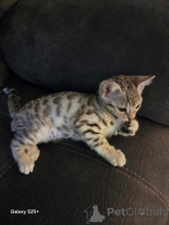 Foto №1. bengal katzenrasse - zum Verkauf in der Stadt Uppsala | 750€ | Ankündigung № 153201