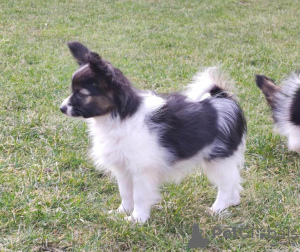 Zusätzliche Fotos: Papillon Welpen aus dem Zwinger!