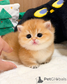 Foto №2 zu Ankündigung № 165877 zu verkaufen britisch kurzhaar - einkaufen Deutschland züchter